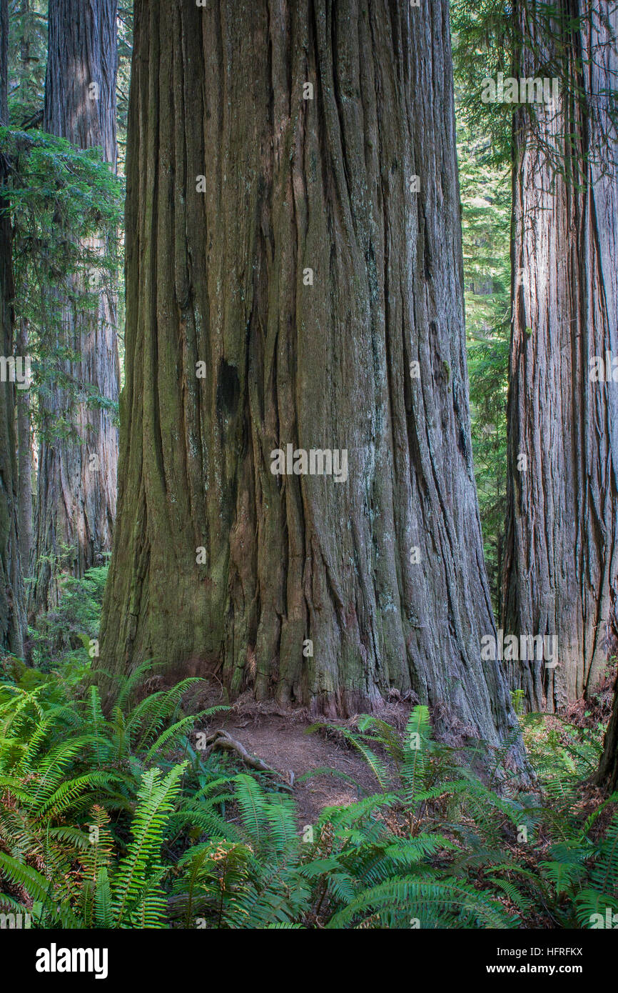 Immense Altwachstum Kalifornien Mammutbäume im Redwood National Park, Kalifornien, USA. Stockfoto