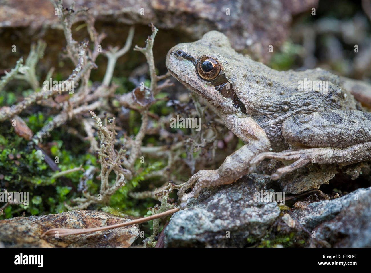 Pazifische Chor Frosch (aka, Pacific Treefrog), hoch polymorphe Pacific Northwest heimisch. Stockfoto