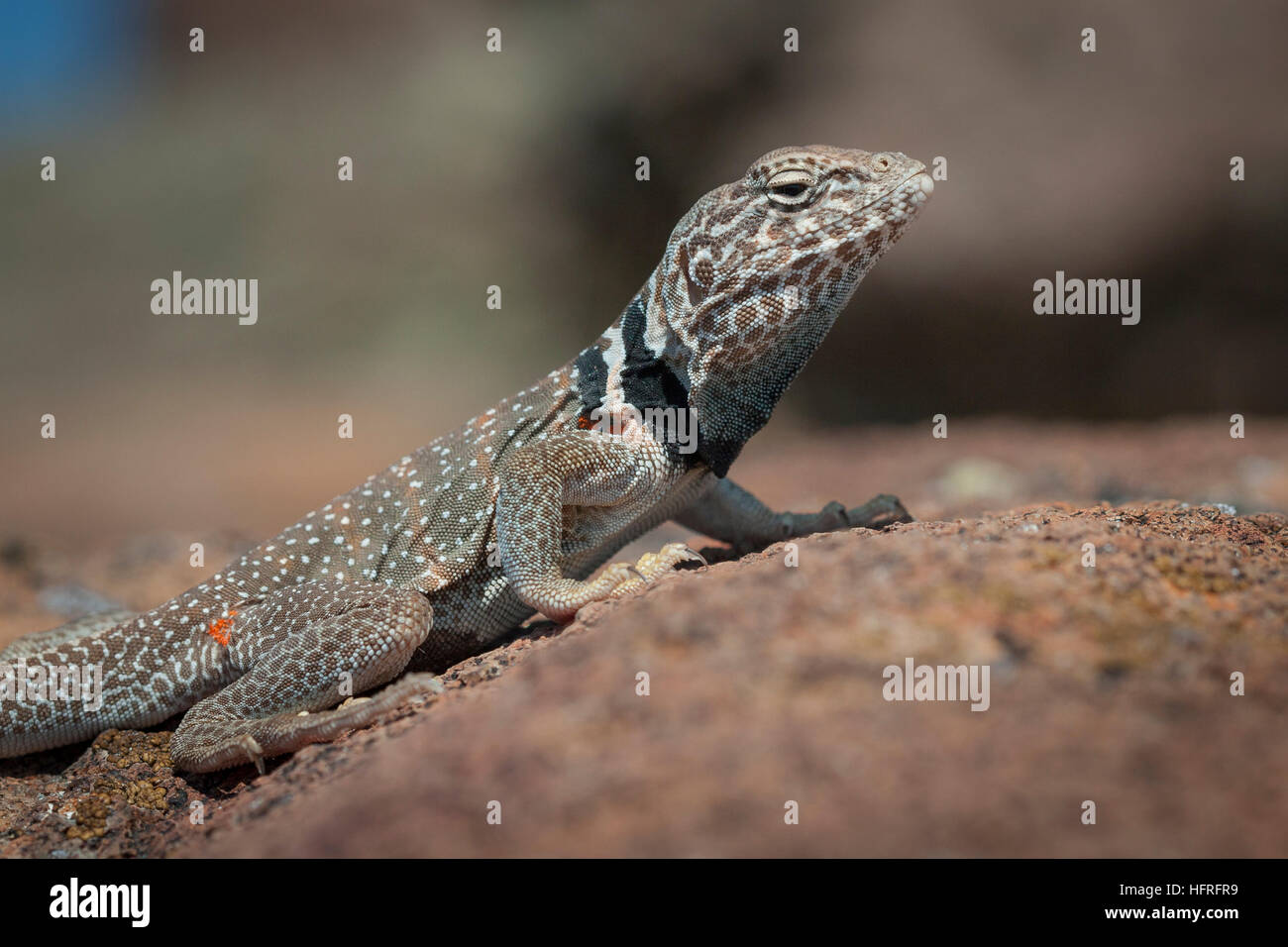 Great Basin collared Eidechse (Crotaphytus Bincinctores) in der Sonne aalen. Stockfoto Great Basin collared Eidechse (Crotaphytus Bincinctores) in der Sonne aalen. Stockfoto