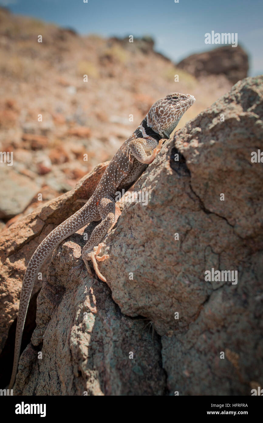 Great Basin collared Eidechse (Crotaphytus Bincinctores) in der Sonne aalen. Stockfoto Great Basin collared Eidechse (Crotaphytus Bincinctores) in der Sonne aalen. Stockfoto
