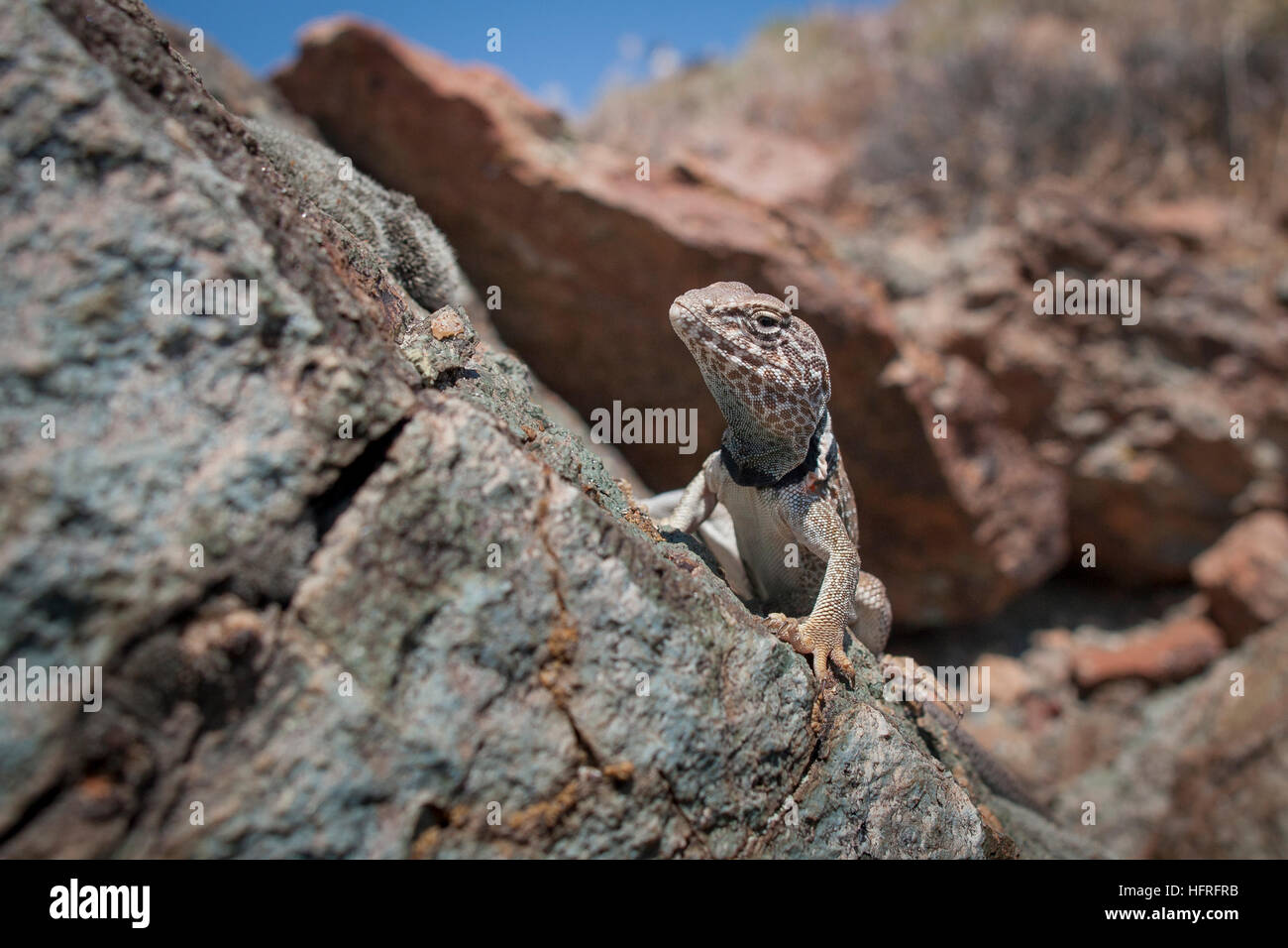 Great Basin collared Eidechse (Crotaphytus Bincinctores) in der Sonne aalen. Stockfoto Great Basin collared Eidechse (Crotaphytus Bincinctores) in der Sonne aalen. Stockfoto