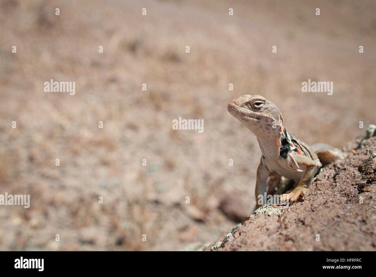Great Basin collared Eidechse (Crotaphytus Bincinctores) in der Sonne aalen. Stockfoto Great Basin collared Eidechse (Crotaphytus Bincinctores) in der Sonne aalen. Stockfoto