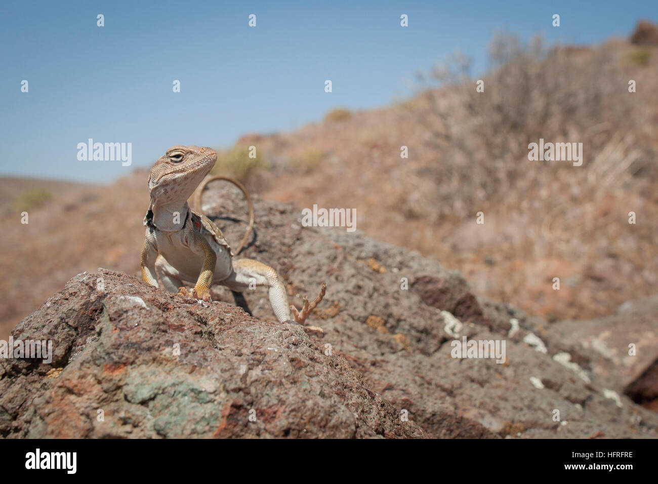 Great Basin collared Eidechse (Crotaphytus Bincinctores) in der Sonne aalen. Stockfoto Great Basin collared Eidechse (Crotaphytus Bincinctores) in der Sonne aalen. Stockfoto