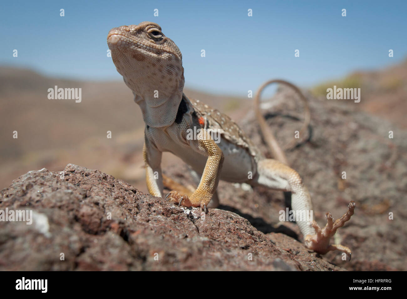 Great Basin collared Eidechse (Crotaphytus Bincinctores) in der Sonne aalen. Stockfoto Great Basin collared Eidechse (Crotaphytus Bincinctores) in der Sonne aalen. Stockfoto