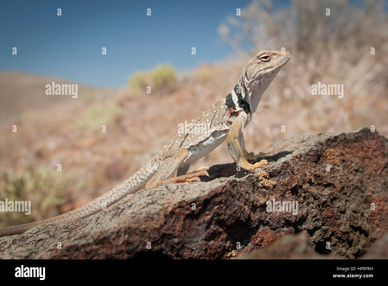 Great Basin collared Eidechse (Crotaphytus Bincinctores) in der Sonne aalen. Stockfoto Great Basin collared Eidechse (Crotaphytus Bincinctores) in der Sonne aalen. Stockfoto