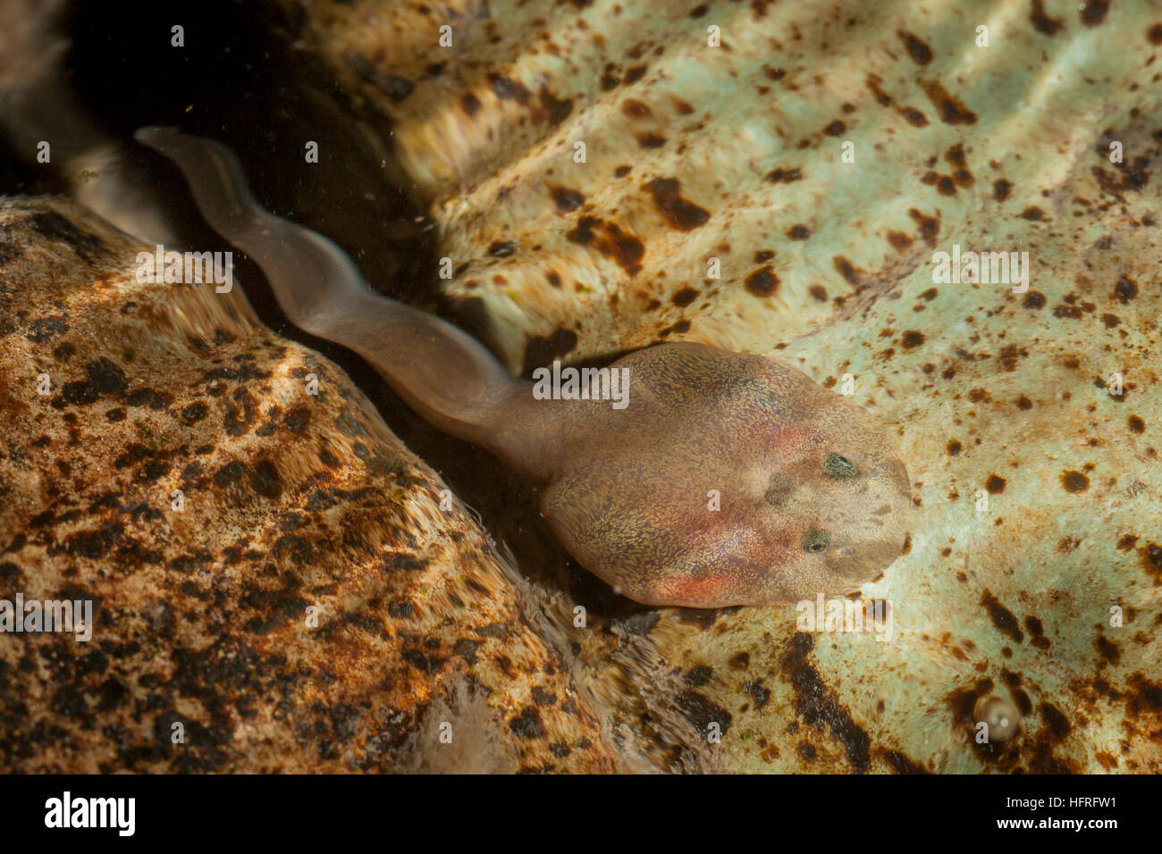 Ein rocky mountain Tailed frog tadpole (Ascaphus montanus). Diese bemerkenswerte Art besitzt eine Reihe von ungewöhnlichen anatomischen Strukturen. Stockfoto