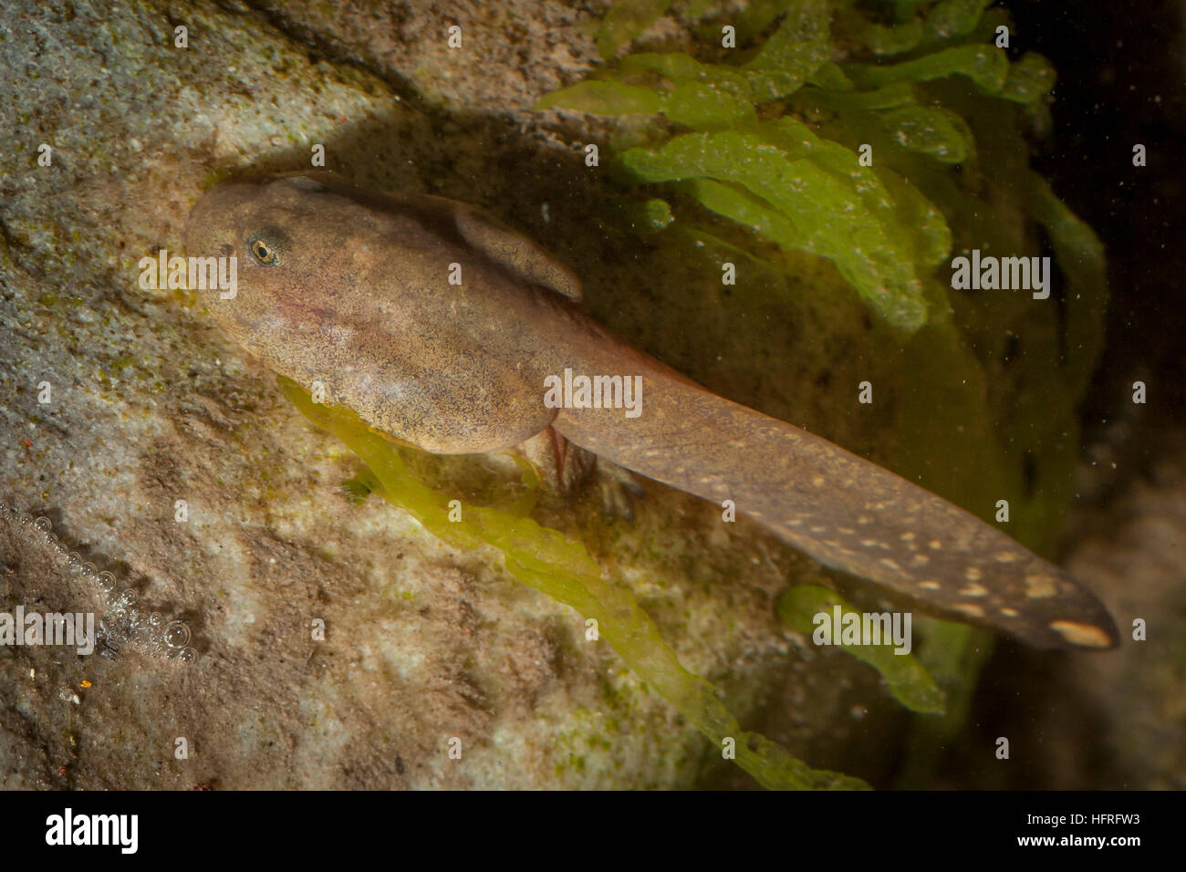 Ein rocky mountain Tailed frog tadpole (Ascaphus montanus). Diese bemerkenswerte Art besitzt eine Reihe von ungewöhnlichen anatomischen Strukturen. Stockfoto
