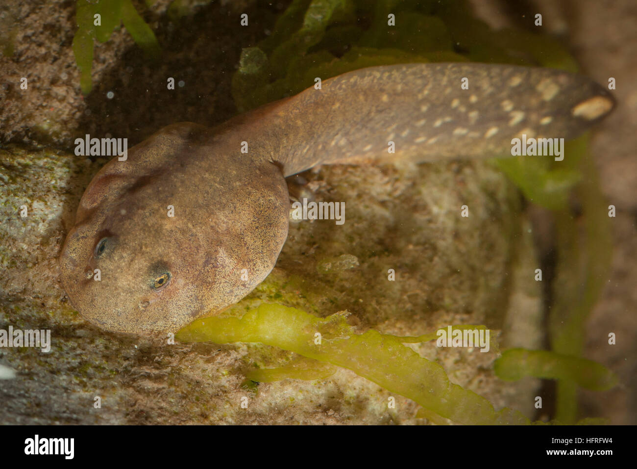 Ein rocky mountain Tailed frog tadpole (Ascaphus montanus). Diese bemerkenswerte Art besitzt eine Reihe von ungewöhnlichen anatomischen Strukturen. Stockfoto