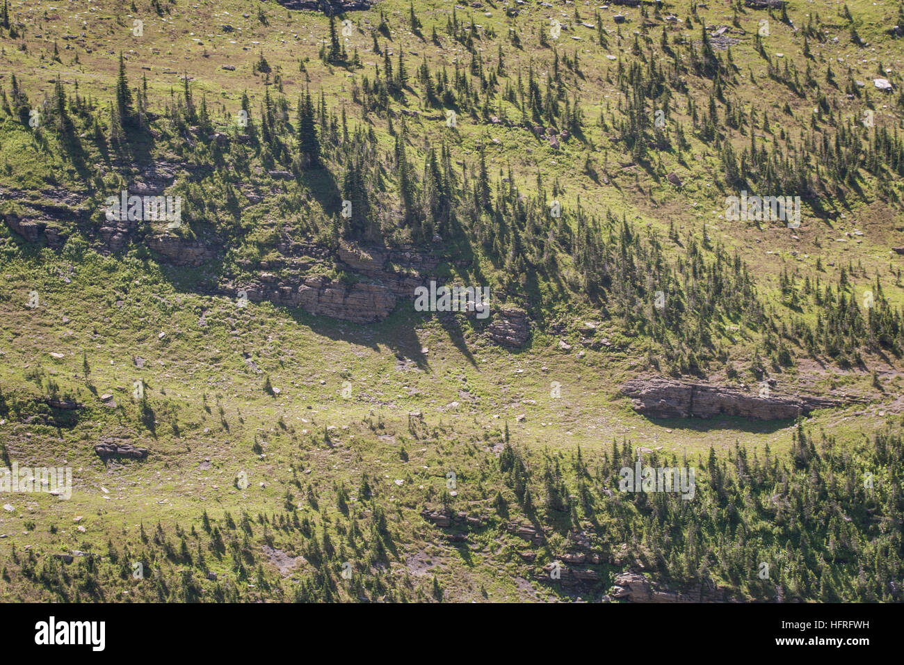 Hoch-Höhe Wald- und Wiesenlandschaft im Glacier National Park, Montana, USA. Stockfoto