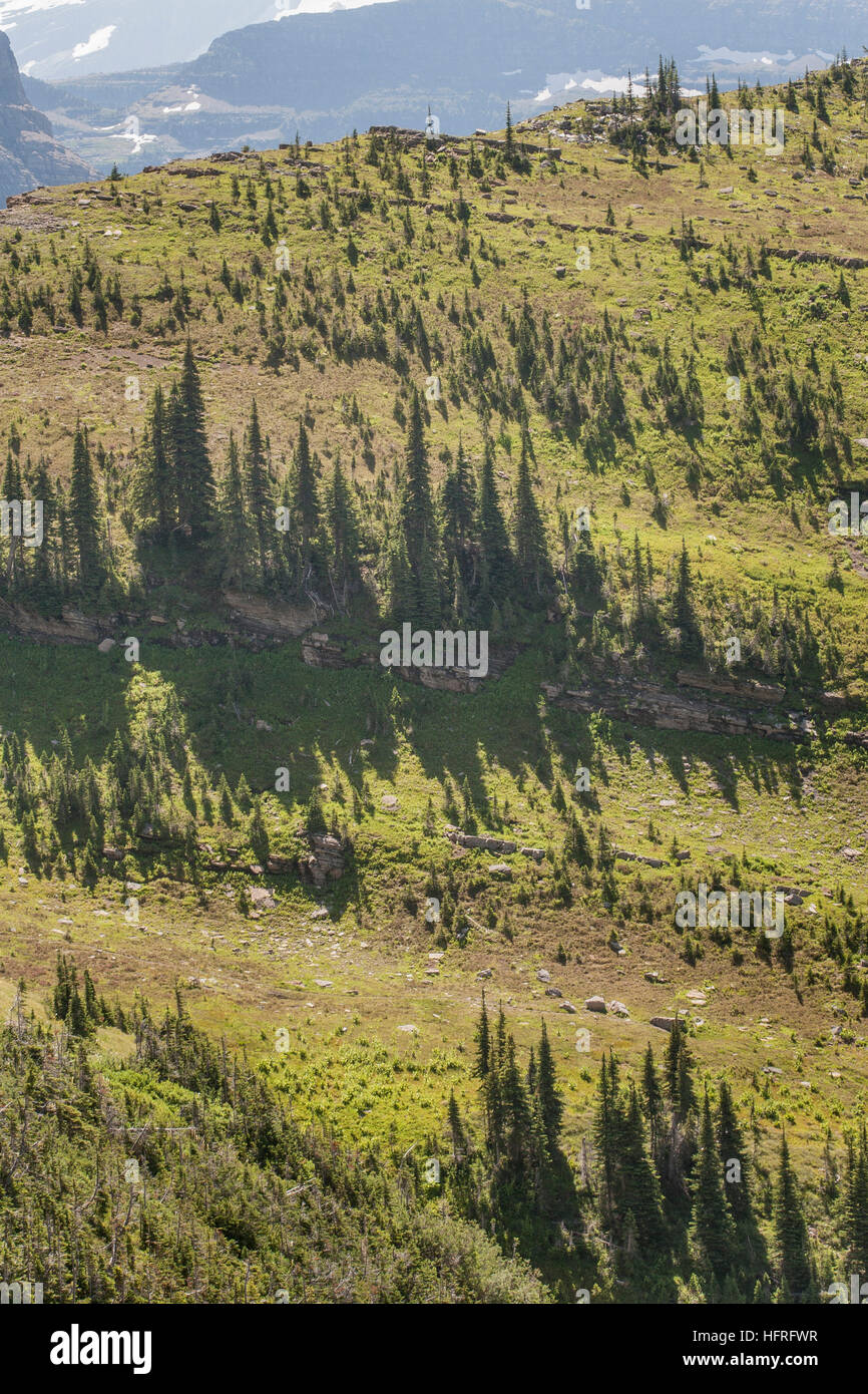 Hoch-Höhe Wald- und Wiesenlandschaft im Glacier National Park, Montana, USA. Stockfoto
