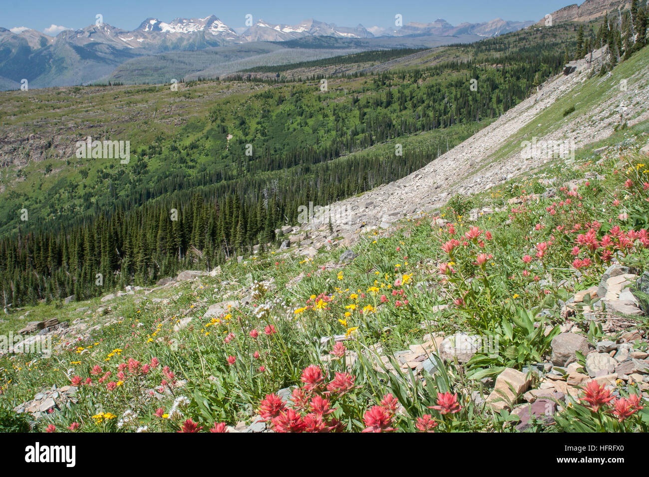 Hoch-Höhe Wald- und Wiesenlandschaft im Glacier National Park, Montana, USA. Stockfoto