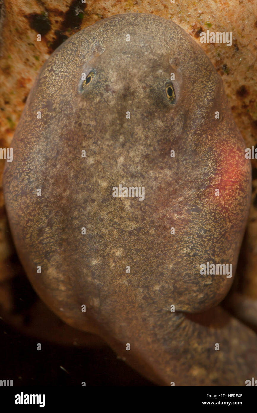 Nahaufnahme einer rocky mountain Tailed frog tadpole (Ascaphus montanus). Diese bemerkenswerte Art besitzt eine Reihe von ungewöhnlichen anatomischen Strukturen. Stockfoto