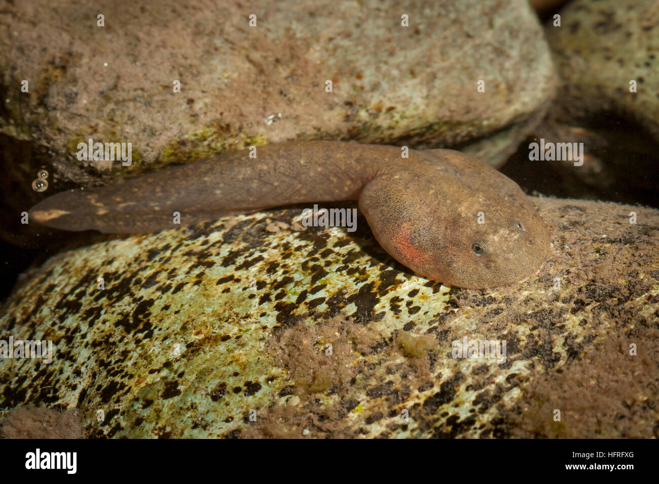 Ein rocky mountain Tailed frog tadpole (Ascaphus montanus). Diese bemerkenswerte Art besitzt eine Reihe von ungewöhnlichen anatomischen Strukturen. Stockfoto