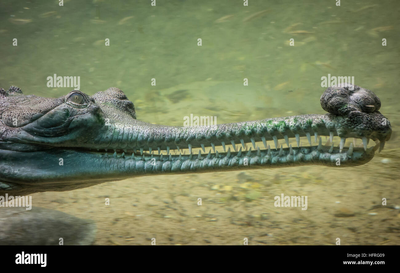 Unterwasserfoto ein Gangesgavial (Gavialis Gangeticus), eine vom Aussterben bedrohte Krokodil. Stockfoto