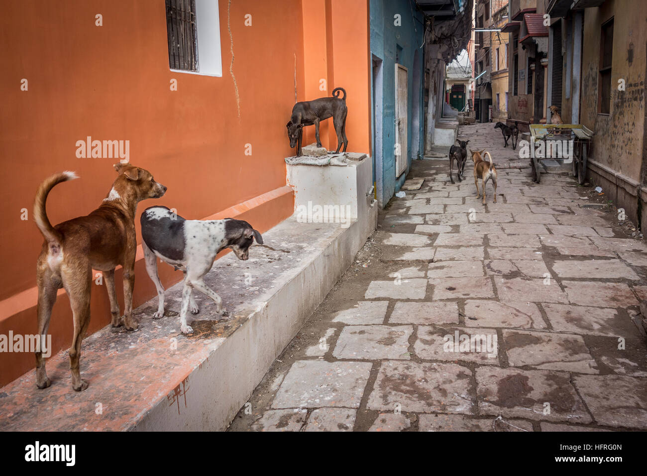 Pack von streunenden Hunden durch die Straßen von Varanasi, Indien. Stockfoto