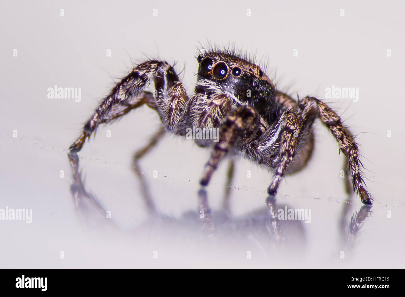 Nahaufnahme einer weiblichen Habronattus oregonensis (a jumping Spider). Auf weißem Hintergrund fotografiert. Stockfoto