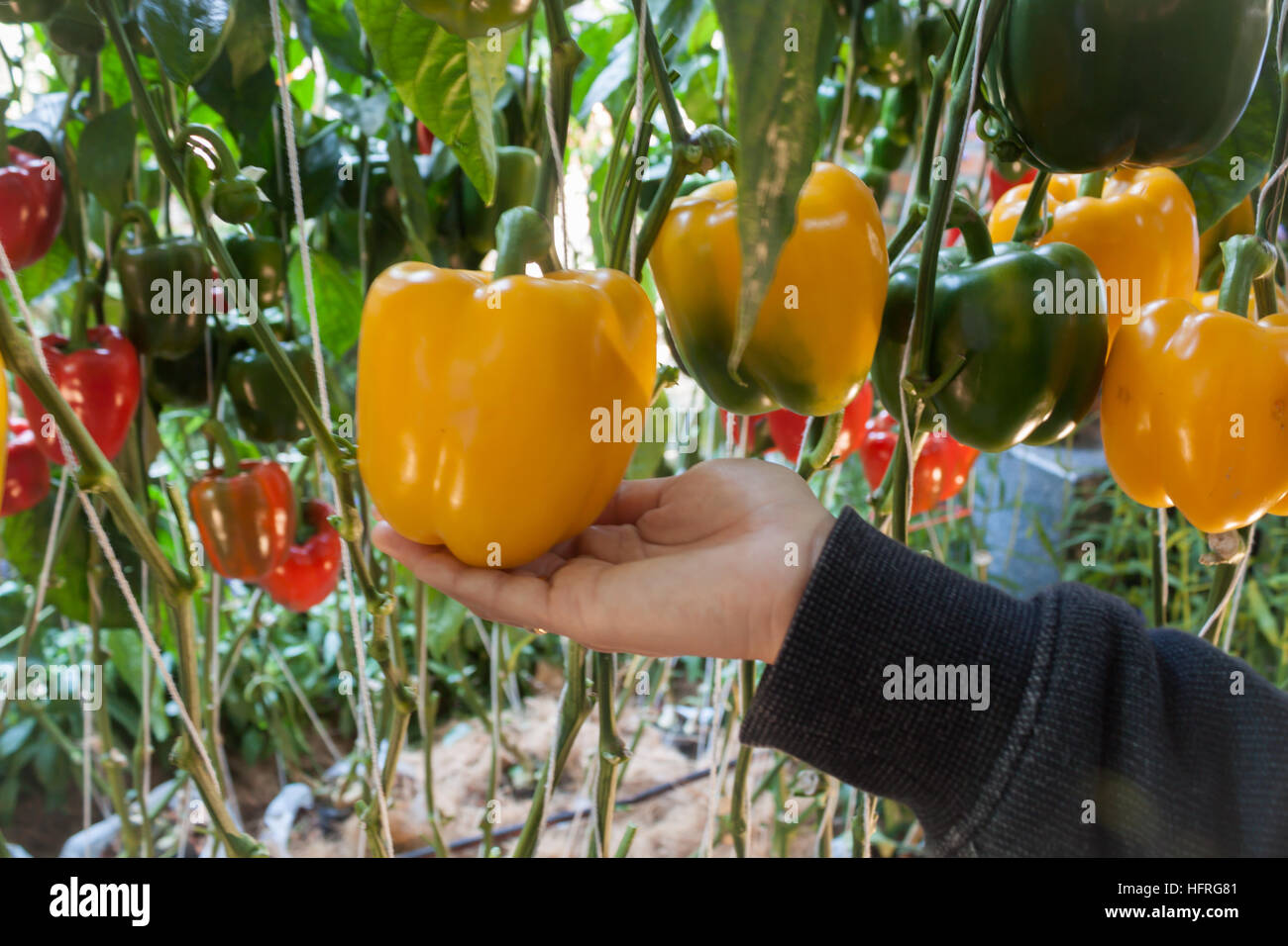 Gelbe und rote Pfeffer Paprika auf den Pfefferbaum, Fotoarchiv Stockfoto