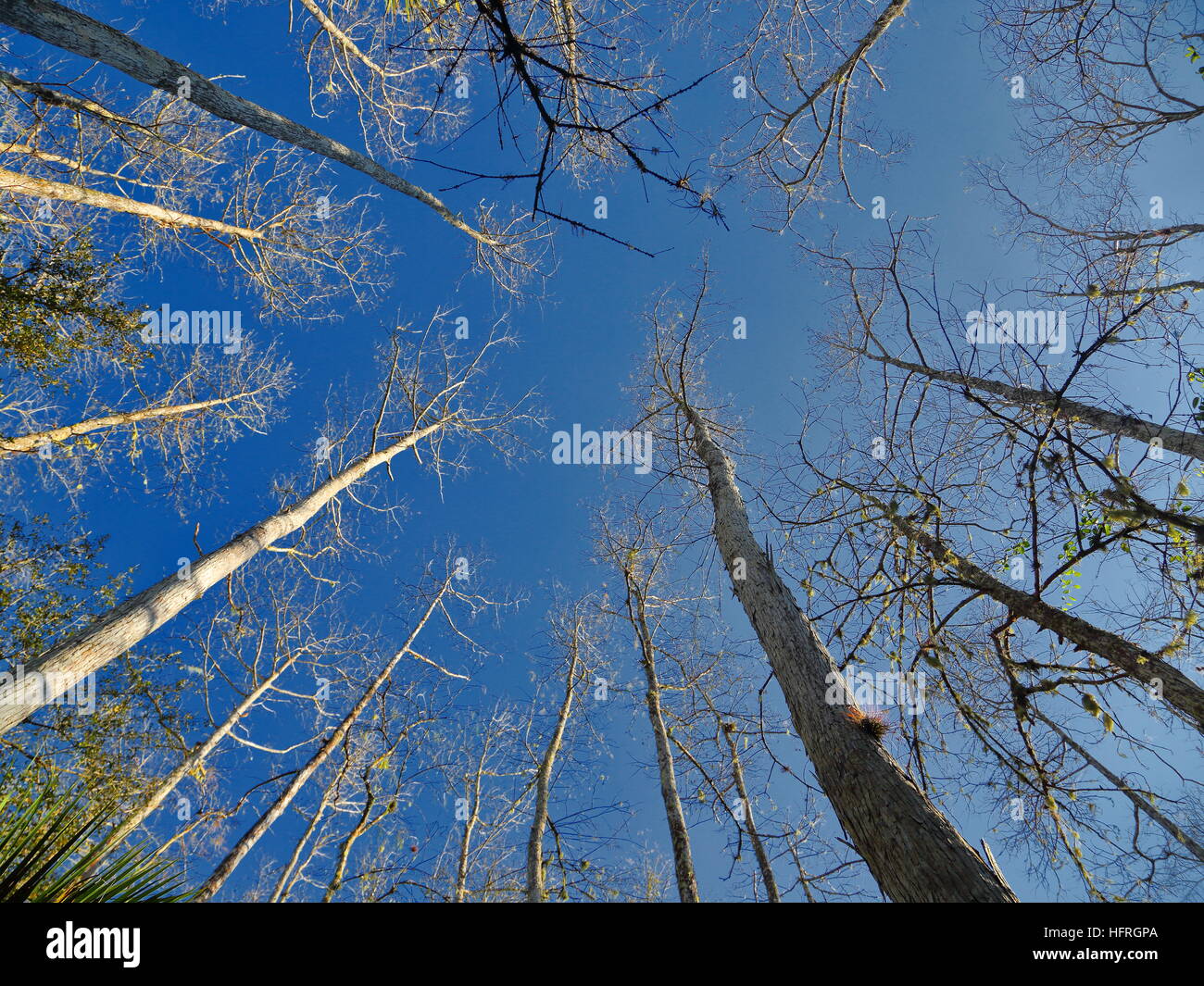Nach oben zum Himmel in den Wäldern in die Everglades, Florida, USA Stockfoto