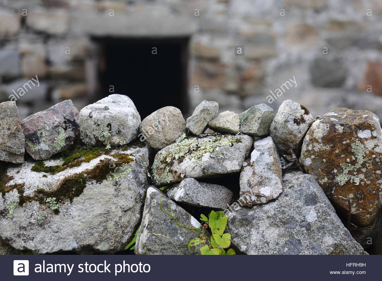 Moos wächst auf einer Steinmauer vor einer dunklen Tür im Westen Irlands Stockfoto