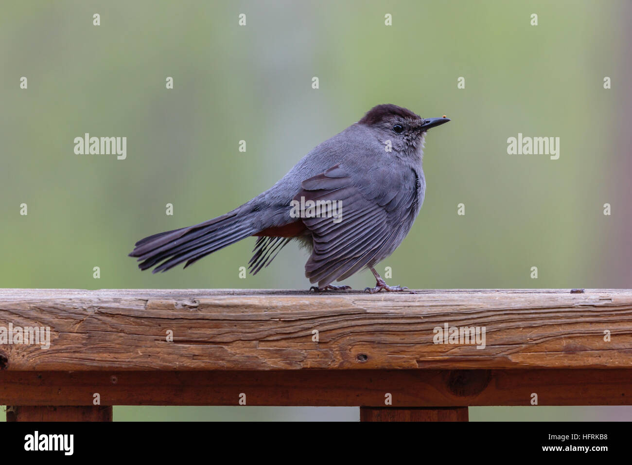 Graue Catbird, (Dumetella Carolinensis) auf Deck Schienen. Stockfoto