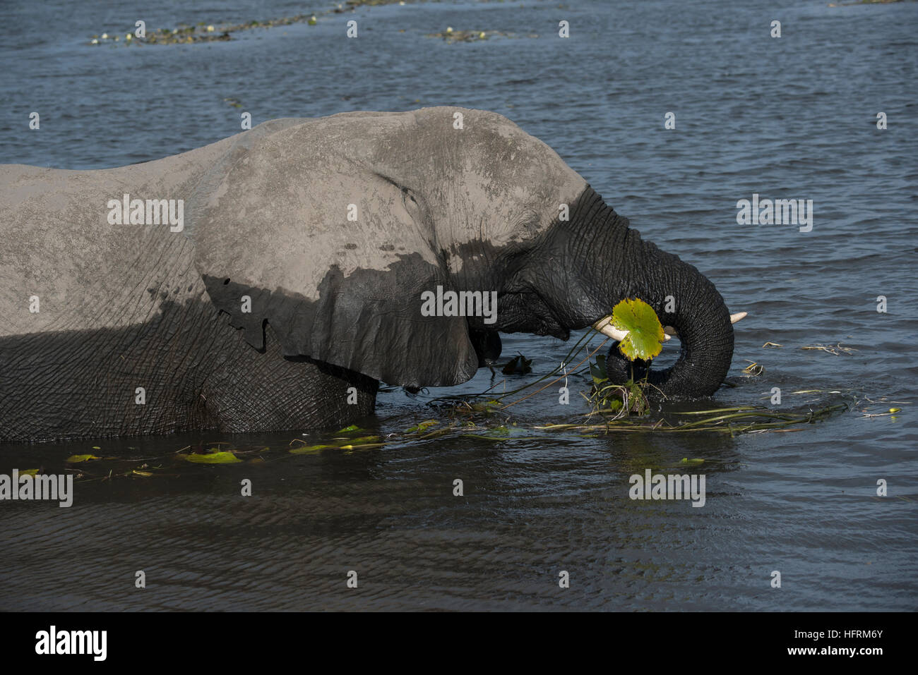 Afrikanischer Bush Elefant (Loxodonta Africana) ernähren sich von Wasserpflanzen im Chobe Nationalpark, Botswana Chobe Fluss Stockfoto