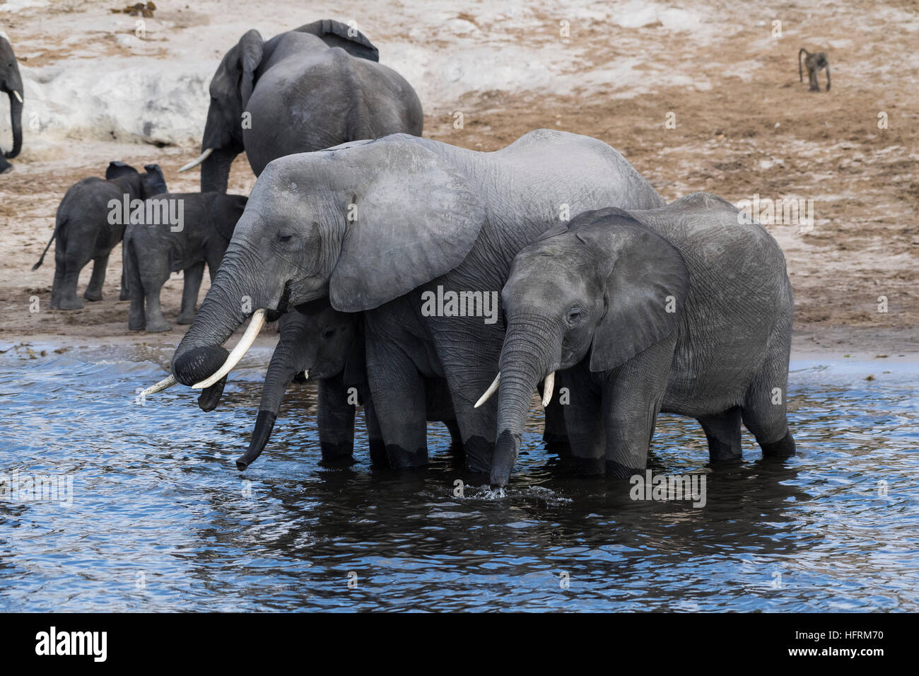 Afrikanischen Bush Elefanten (Loxodonta Africana), Herde im Chobe Nationalpark, Botswana Chobe Fluss trinken Stockfoto