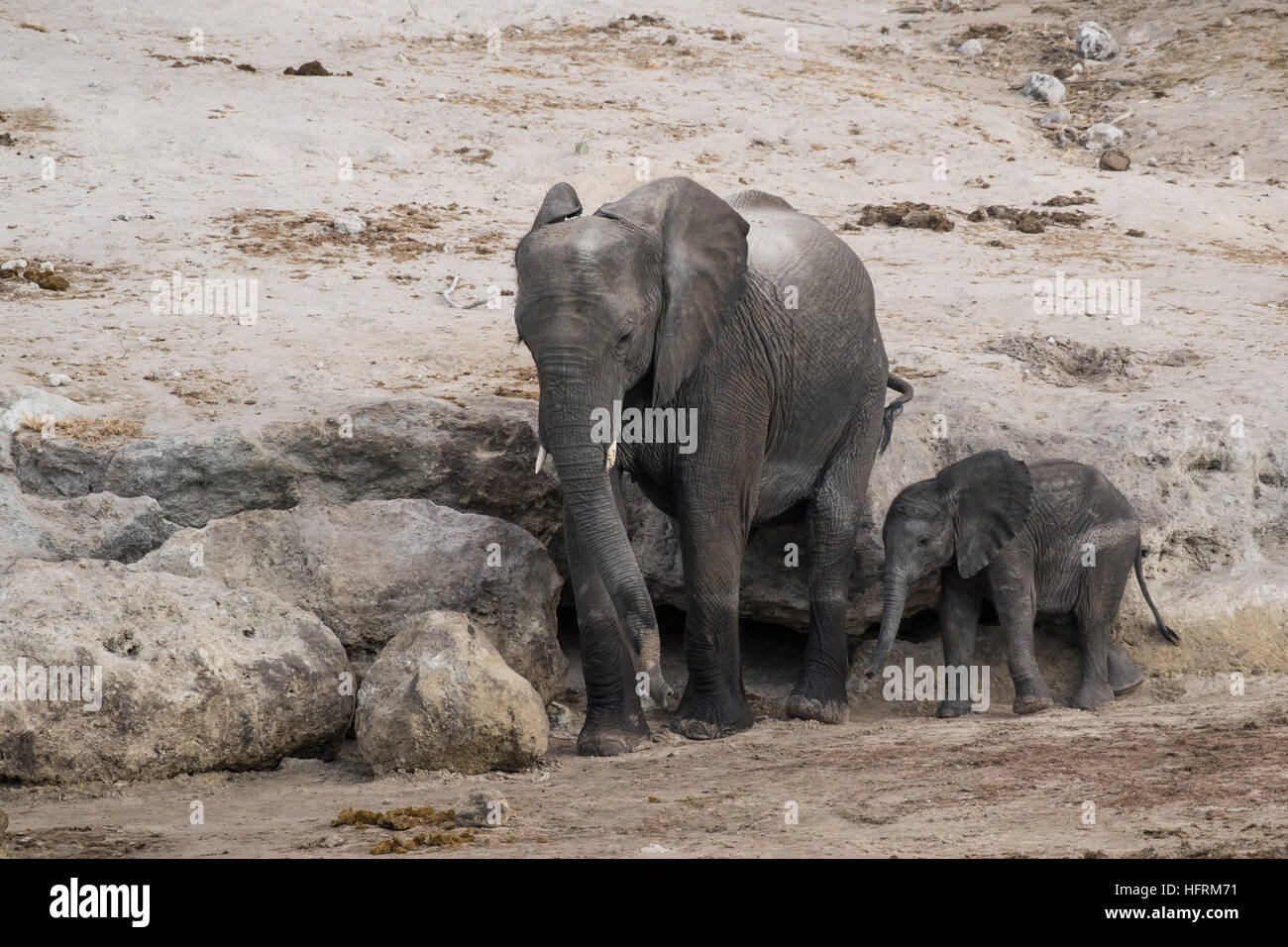 Afrikanischer Bush Elefant (Loxodonta Africana), Kuh mit Kalb Chobe Fluss, Chobe Nationalpark, Botswana Stockfoto