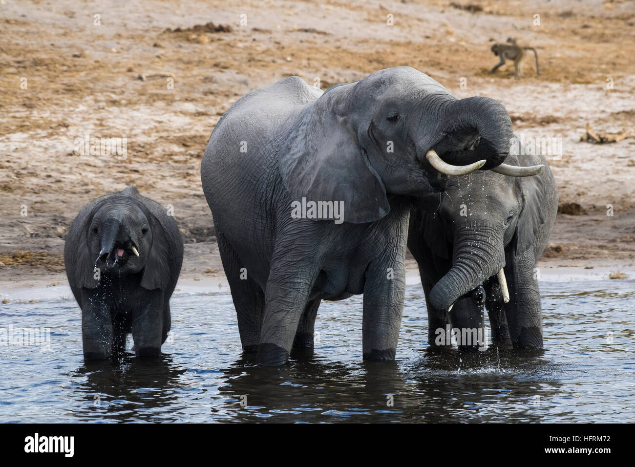 Afrikanischen Bush Elefanten (Loxodonta Africana) im Chobe Nationalpark, Botswana Chobe Fluss trinken Stockfoto