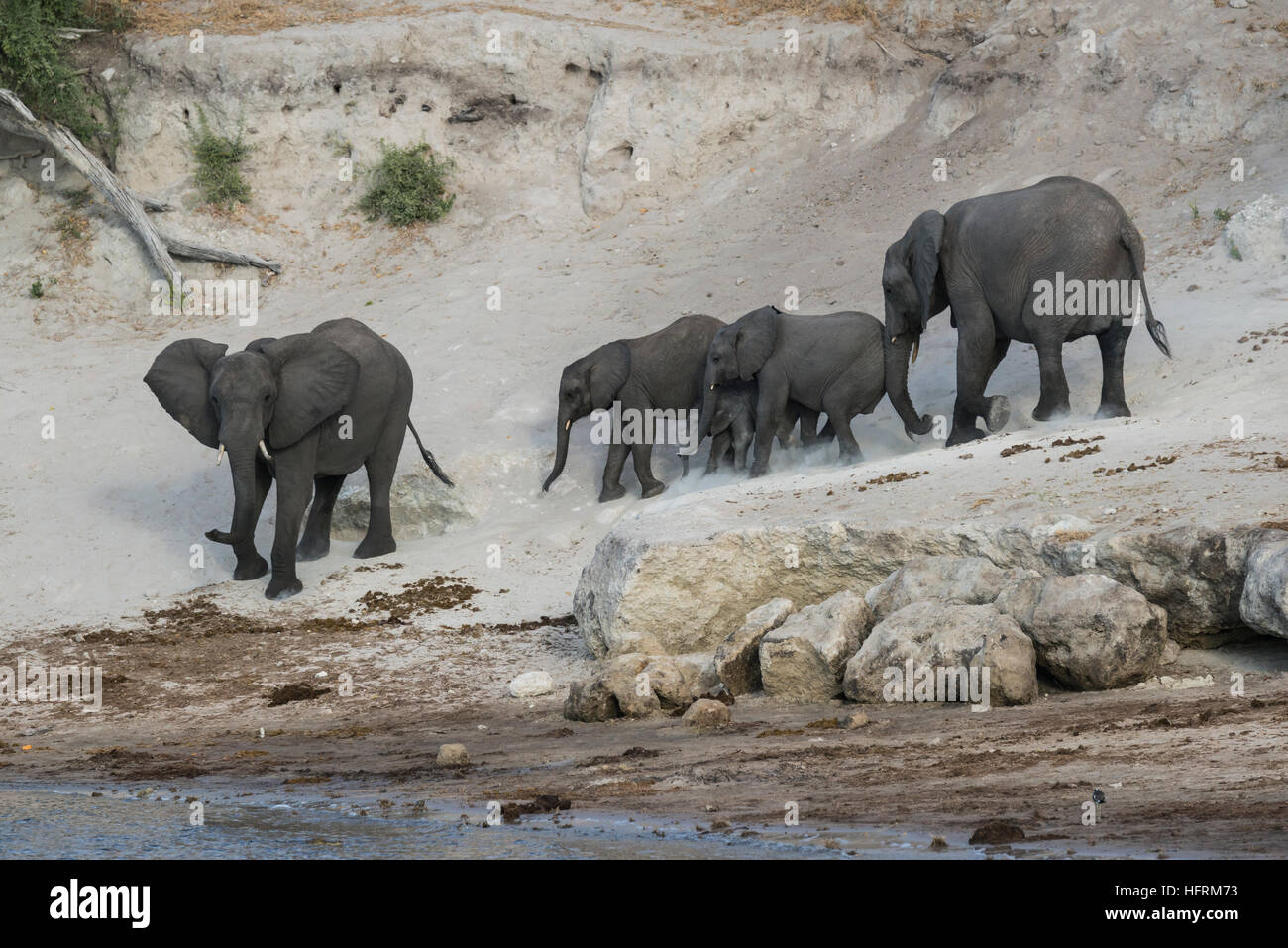 Afrikanischen Bush Elefanten (Loxodonta Africana), Herde von Chobe Fluss, Chobe Nationalpark, Botswana Stockfoto