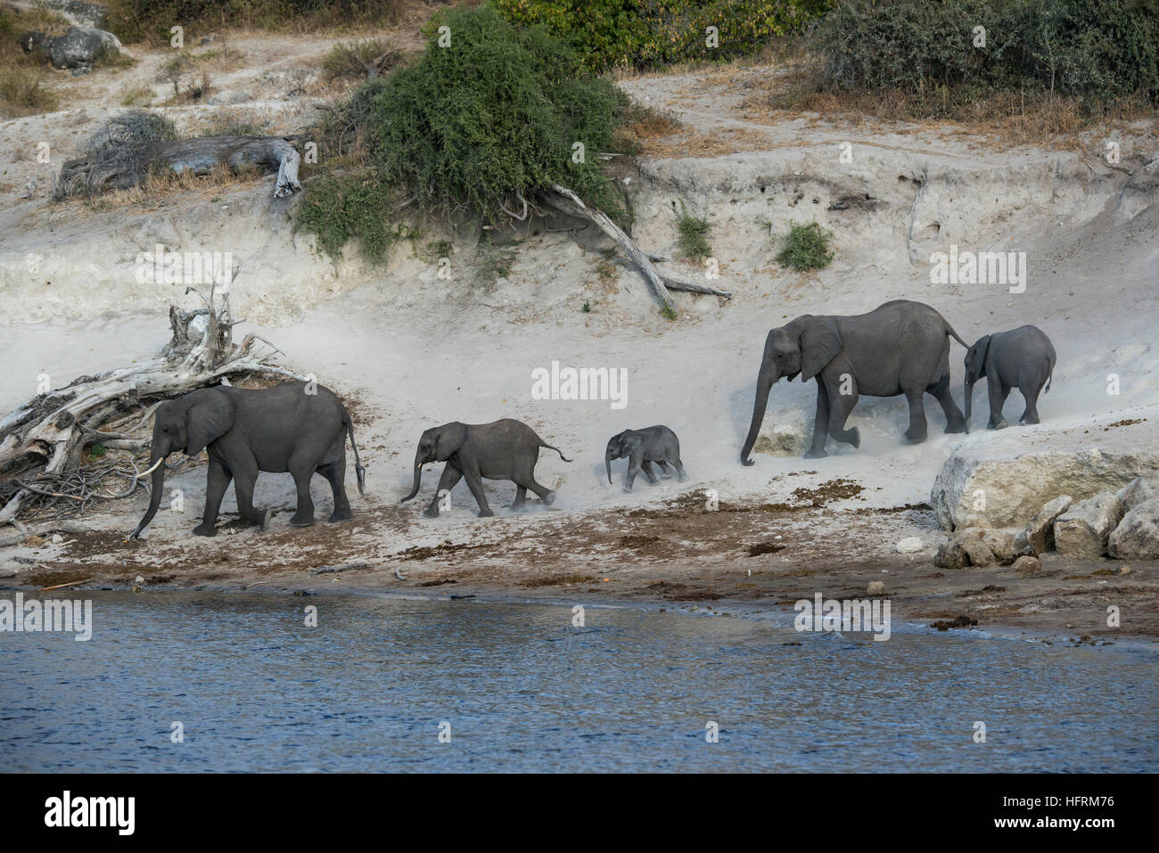 Afrikanischen Bush Elefanten (Loxodonta Africana), Herde von Chobe Fluss, Chobe Nationalpark, Botswana Stockfoto