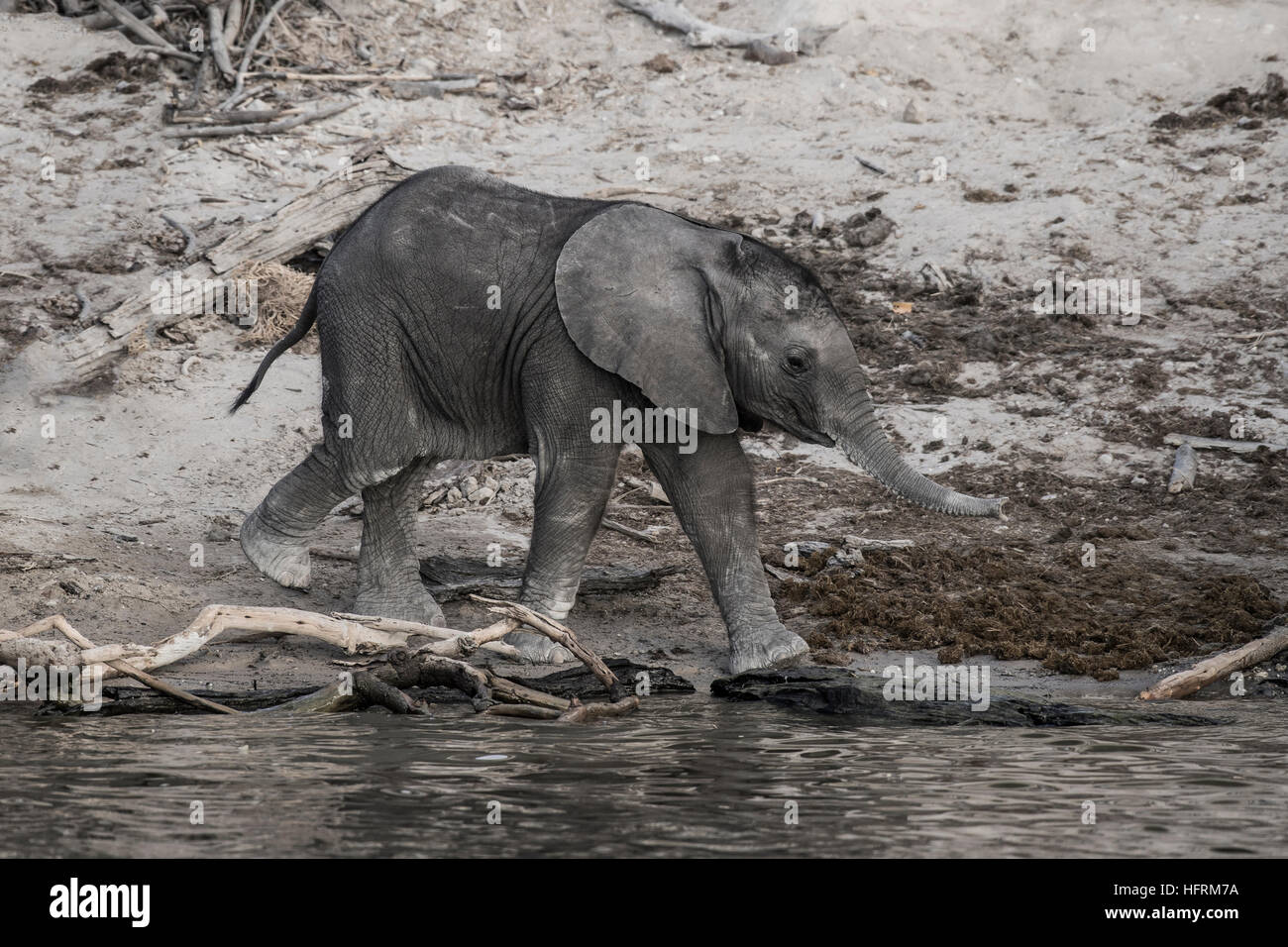 Afrikanischer Bush Elefant (Loxodonta Africana) Kalb Chobe Fluss, Chobe Nationalpark, Botswana Stockfoto