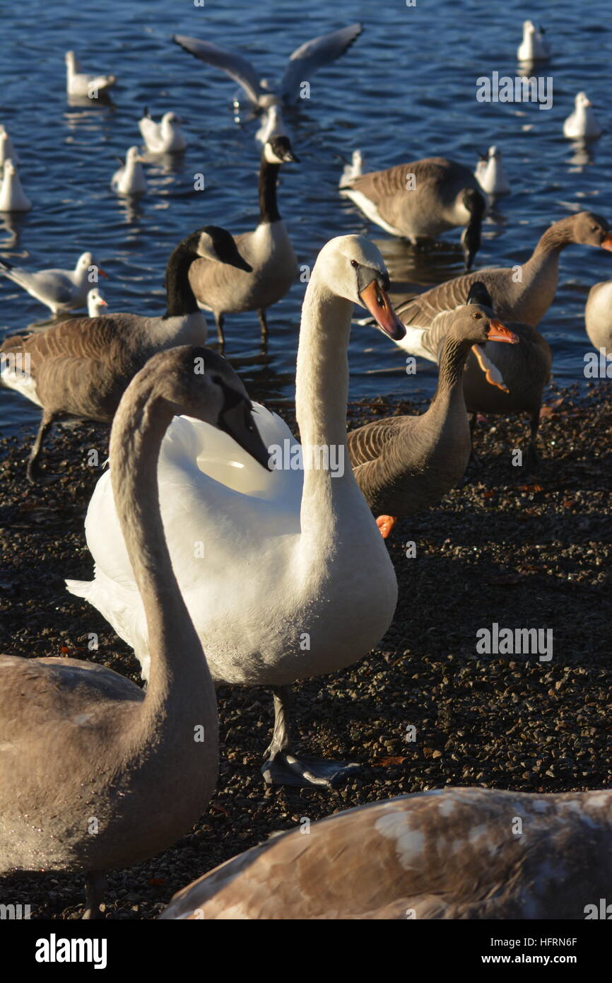 Swan & Gänse, die darauf warten, in der Seenplatte Keswick gefüttert werden Stockfoto