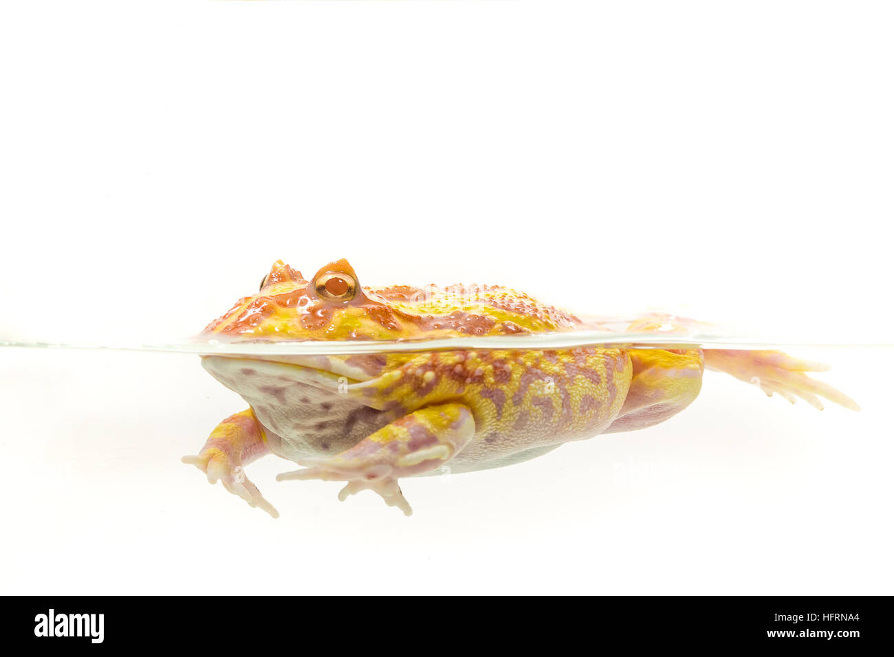 Albino-Pac-Man-Frosch, gehörnten Frosch (Ceratophrys Ornata) auf weißem Hintergrund Stockfoto