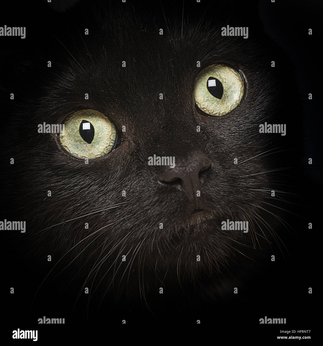 Platz in der Nähe bis Porträt einer schwarzen Katze mit dem Fokus auf die Augen und verschwindet in den schwarzen Zahlen an den Seiten Stockfoto