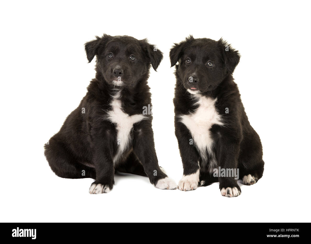 Zwei süße schwarze und weiße Border-Collie-Welpen-Hunde sitzen vor der Kamera auf einem weißen Hintergrund isoliert Stockfoto