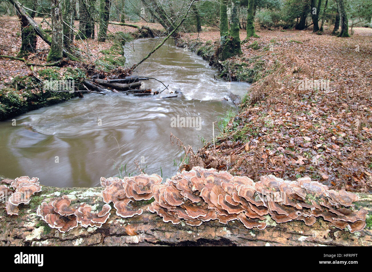 Pilz auf über New Forest Stream im Winter. Stockfoto