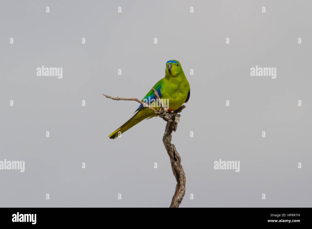 Orange-bellied Parrot (neophema chrysogaster) auf einem Ast sitzend Stockfoto