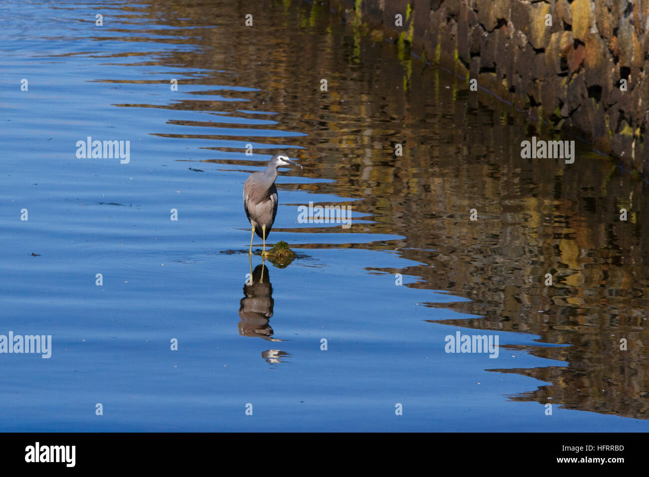 White-faced Heron (egretta novaehollandiae) stehend im Wasser warten auf Fisch Stockfoto
