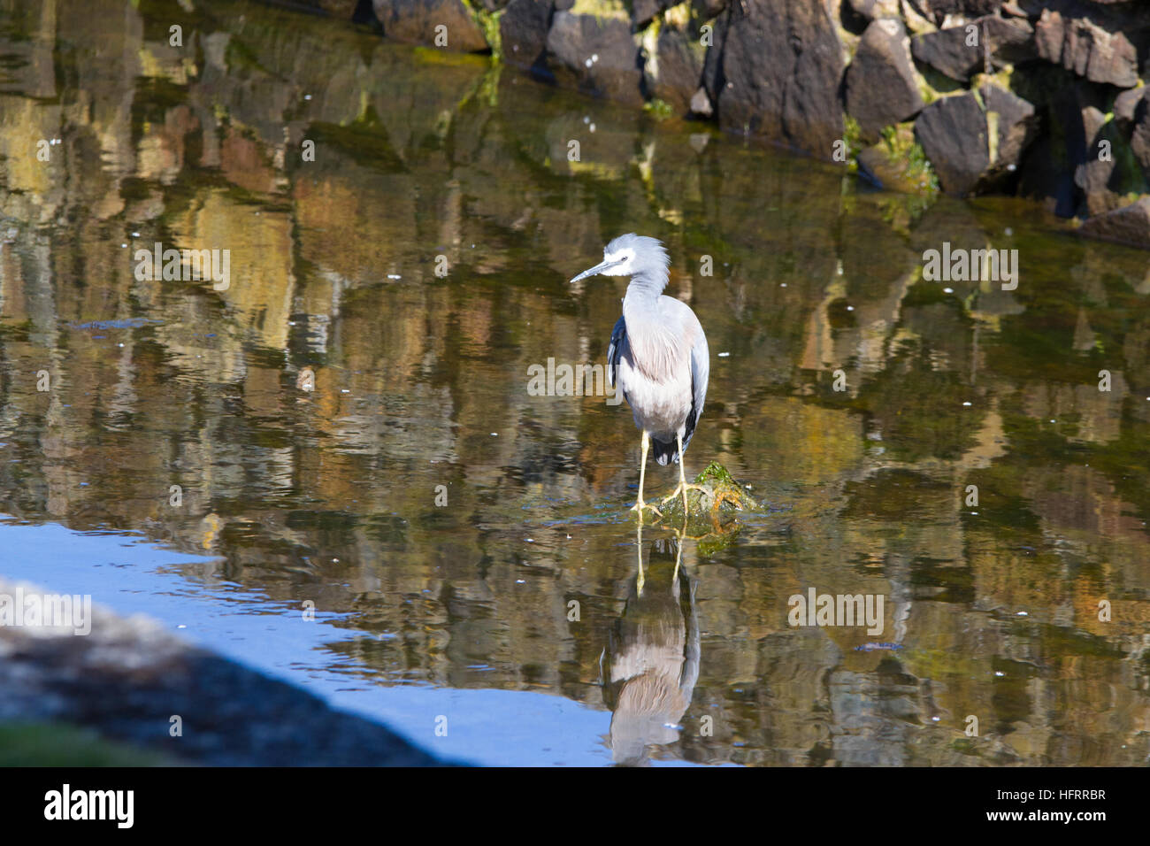 White-faced Heron (egretta novaehollandiae) stehend im Wasser warten auf Fisch Stockfoto
