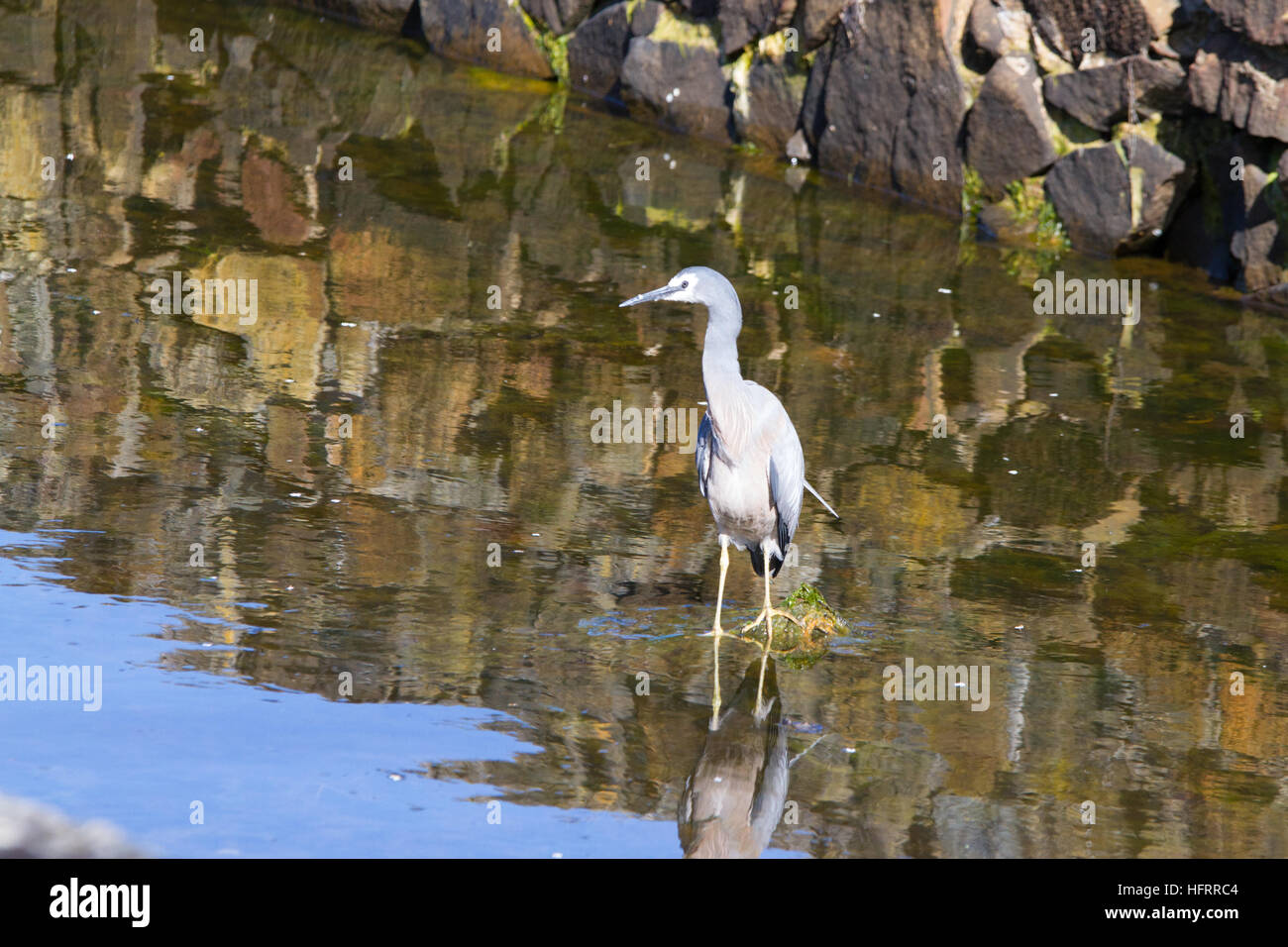 White-faced Heron (egretta novaehollandiae) stehend im Wasser warten auf Fisch Stockfoto