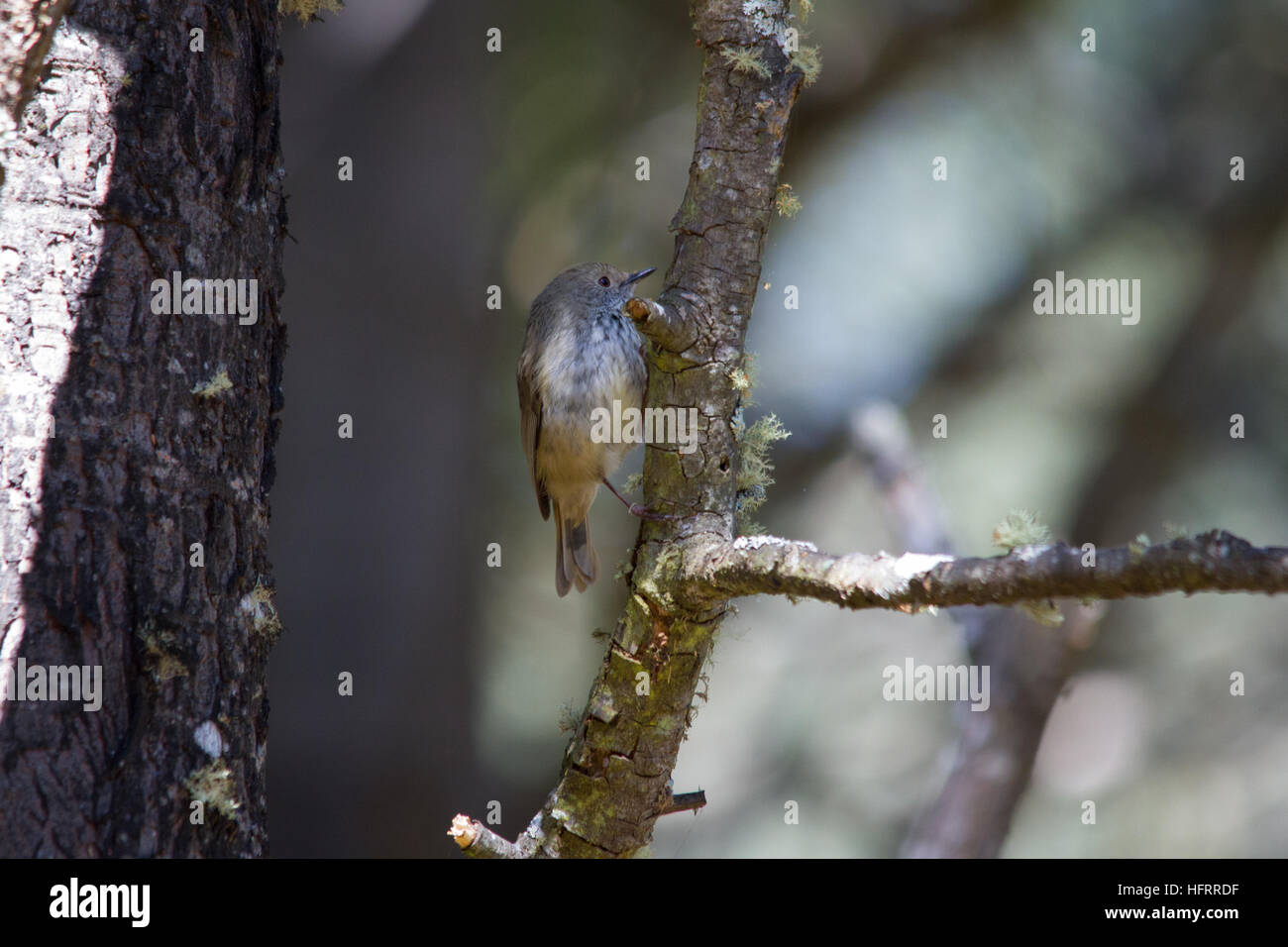 Braun thornbill (acanthiza pusilla) auf einem Ast sitzend Stockfoto