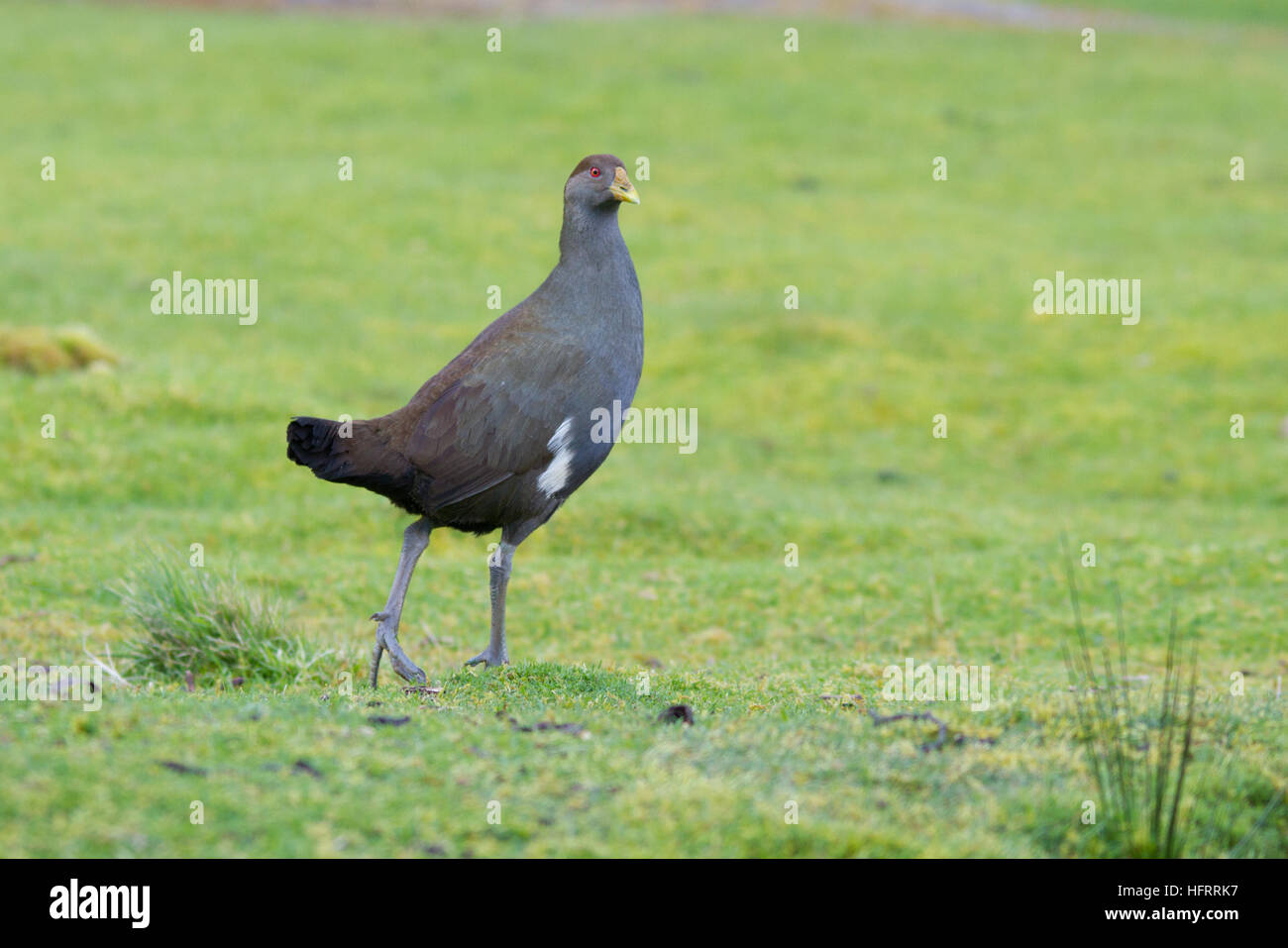 Tasmanische nativehen auch als der Tasmanische native-hen und Tasmanische native Henne (tribonyx mortierii) laufen auf Gras bekannt Stockfoto