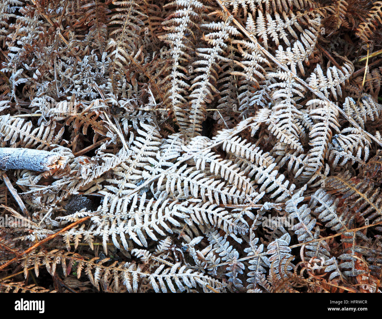 Frost bedeckt Bracken am Rande des Waldes. Stockfoto