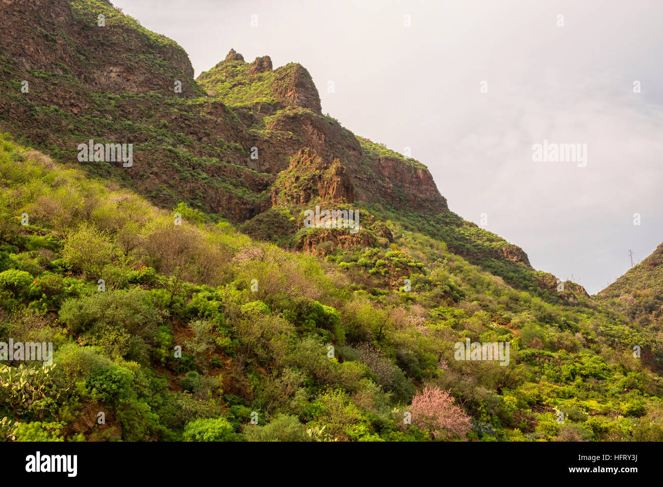 Gran Canaria, die Baranque de Guayadeque im Januar mit Mandelbäume in voller Blüte Stockfoto