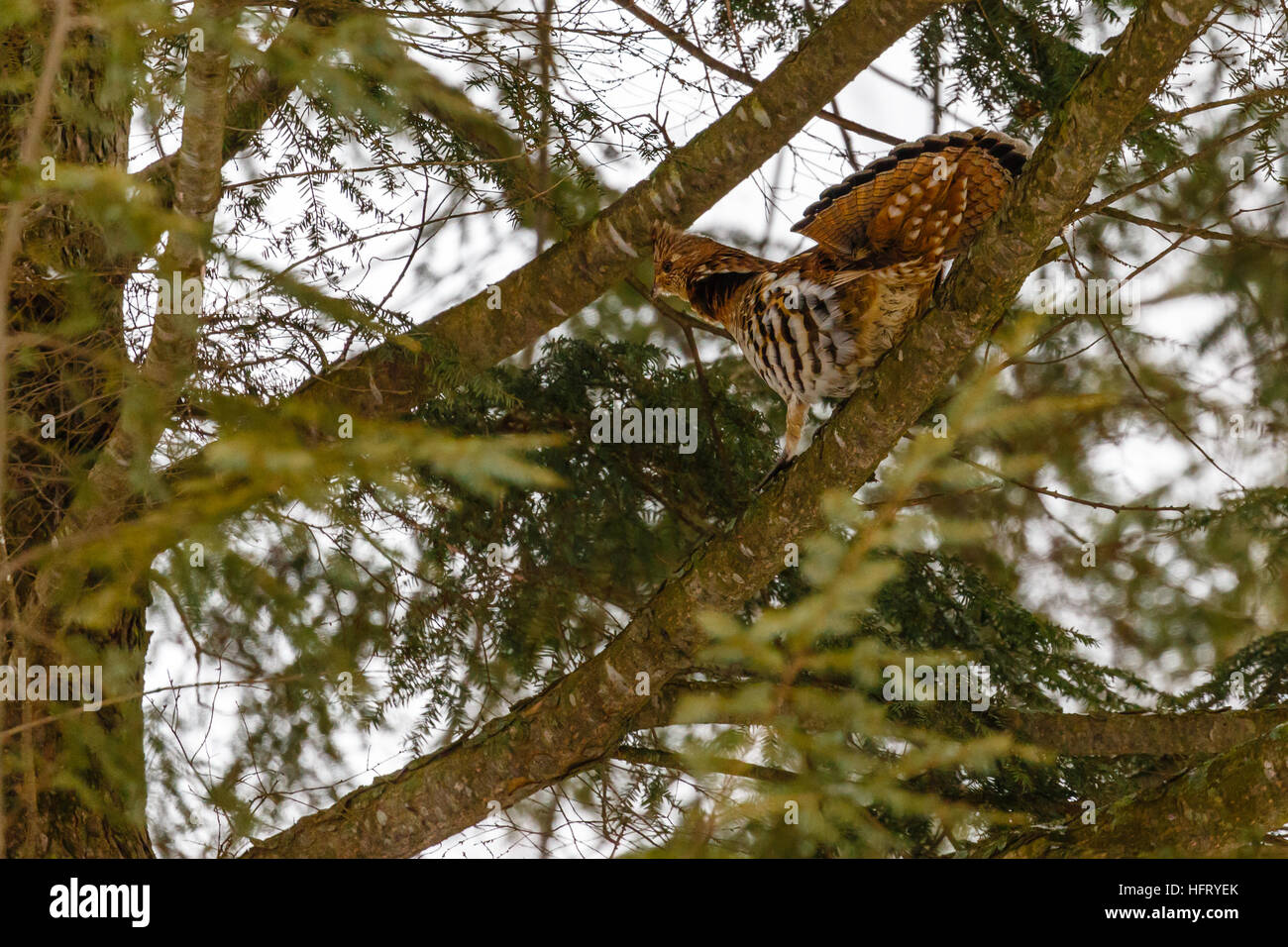 Ruffed Grouse (Bonasa Umbellus) auf einen Tannenzweig mit aufgefächerten Schweif. Stockfoto