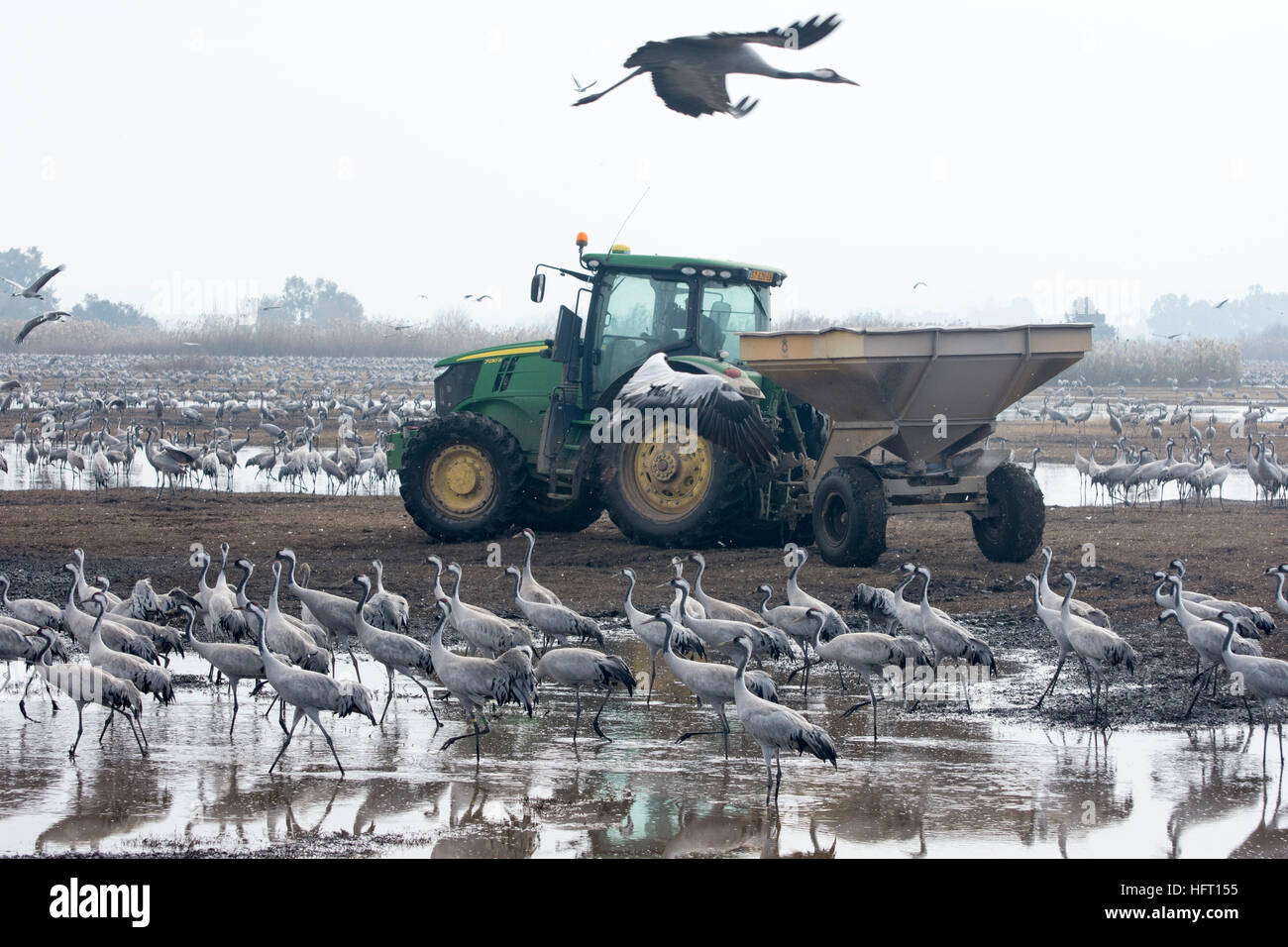 Traktor und eine große Gruppe von Kranichen an das Essen beim Vogelzug zu stoppen. Stockfoto