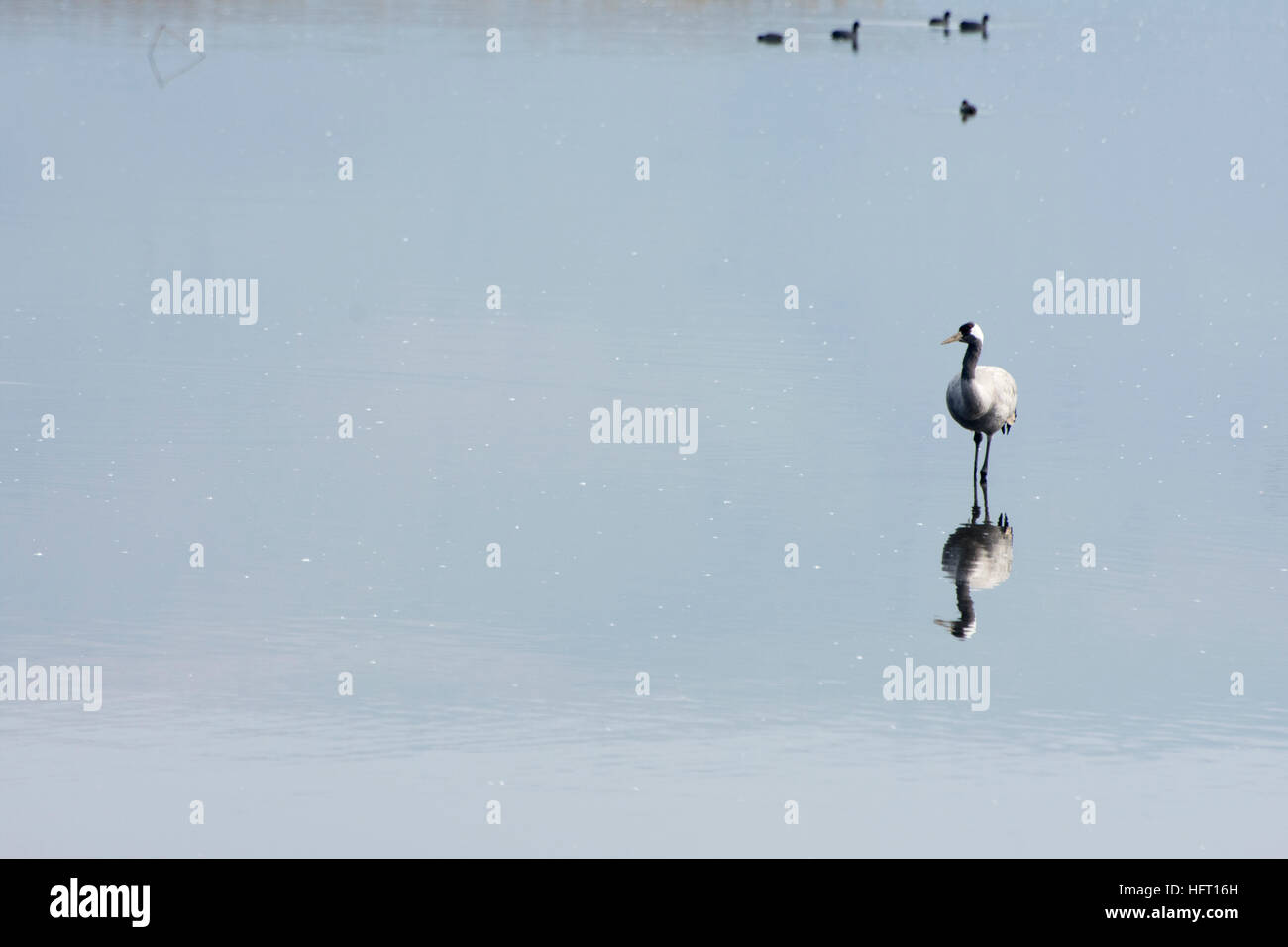 ein Kranich steht allein in den Teich mit seinem Spiegelbild Stockfoto