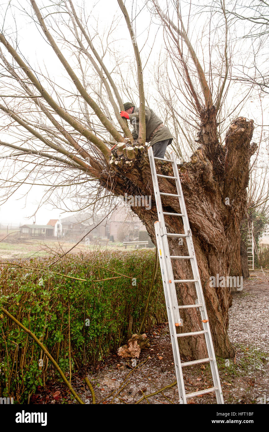 Mehrere Personen sind auf den pollarding Weiden im Winter Zeeland Niederlande arbeiten Stockfoto