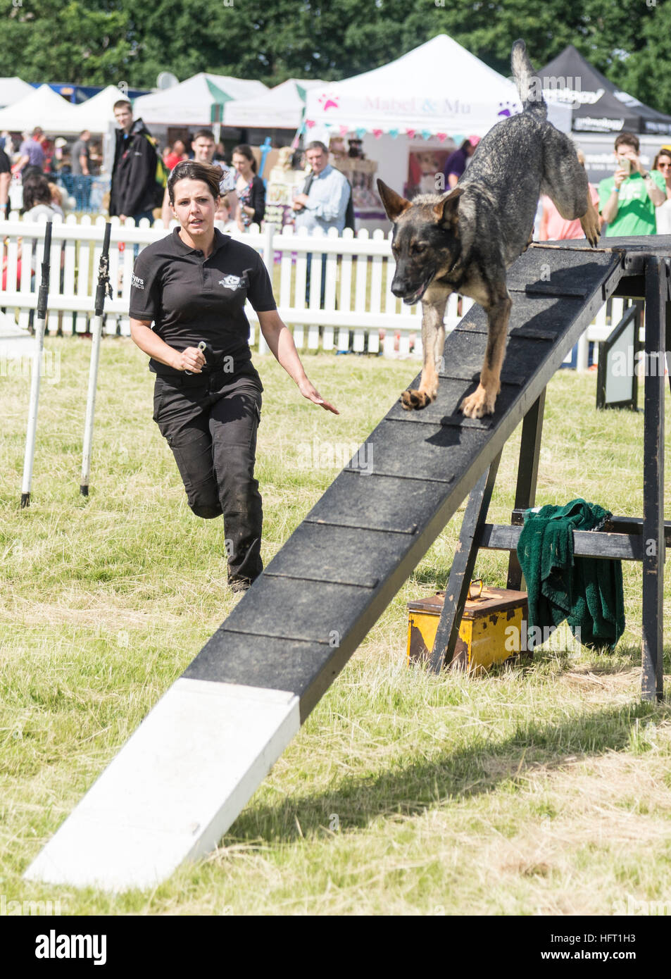 Frau training einen Polizeihund auf Hindernisparcours am Dogfest 16 Stockfoto