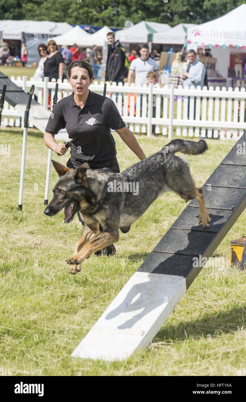 Frau training einen Polizeihund auf Hindernisparcours am Dogfest 16 Stockfoto